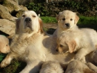 Últimos cachorros de Golden Retriever con Pedigree - mejor precio | unprecio.es