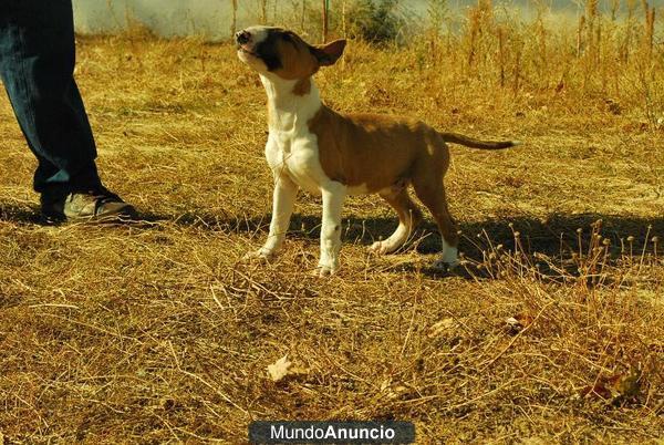 Bullterrier Miniatura Cachorros de Calidad. MAchos Y hembras