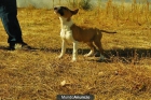 Bullterrier Miniatura Cachorros de Calidad. MAchos Y hembras - mejor precio | unprecio.es