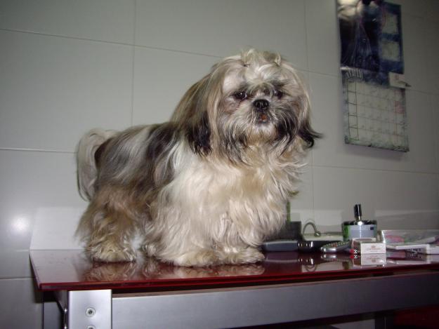 BUSCO NOVIA SHIH TZU