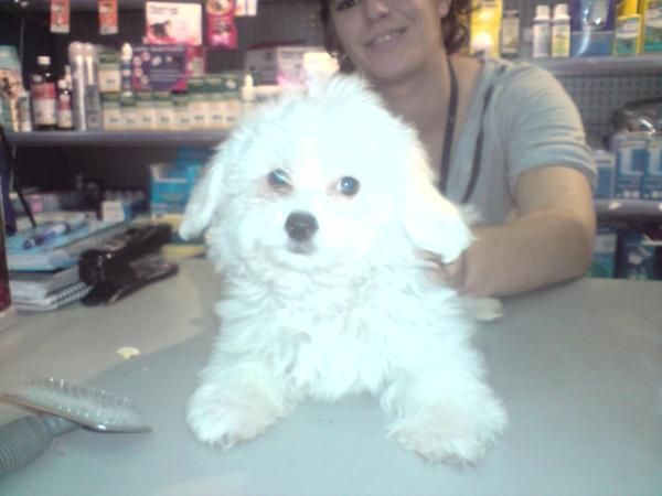 cachorro de BICHON MALTES con PEDIGREE 380