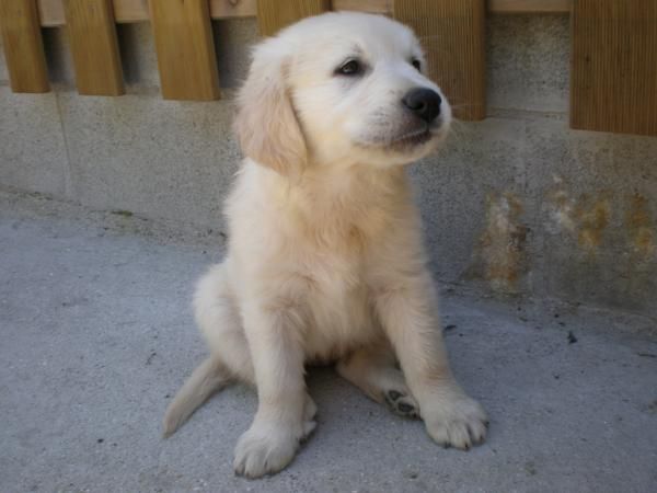 CACHORROS GOLDEN RETRIEVER CON PEDIGREE ULTIMA OFERTA