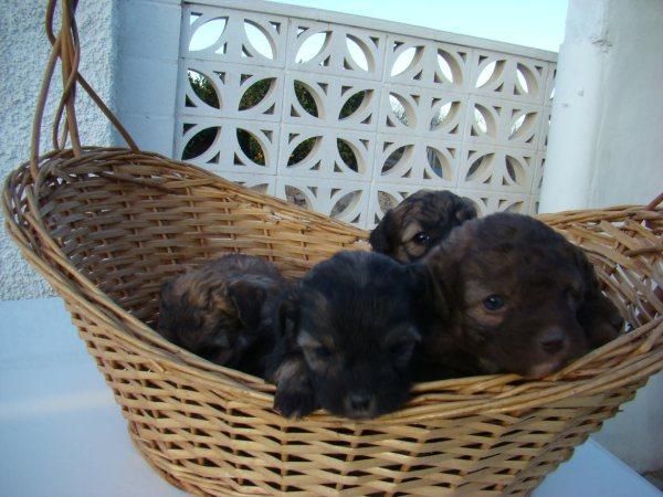 CACHORROS MEZCLA YORKSHIRE Y CANICHE