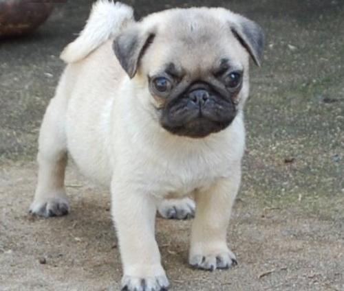 Cachorros Pug/Carlino Macho y Hembra