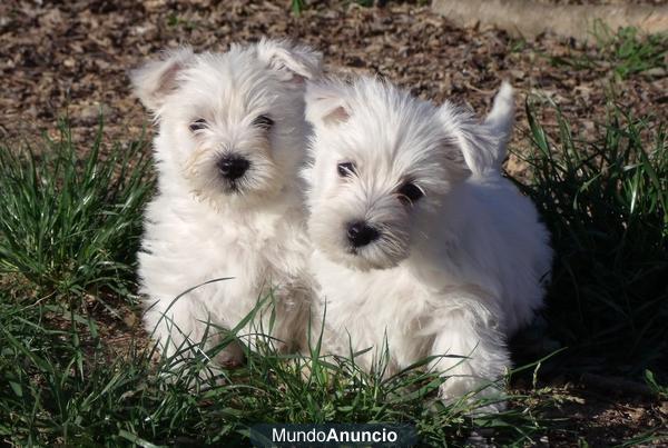 Cachorros Westy 300€