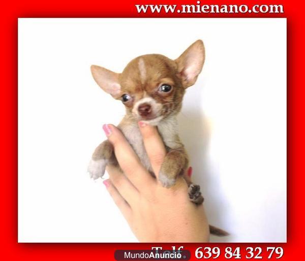 CHIHUAHUAS EN VENTA, COMPRE CALIDAD , COMPRE CAMBANUS FOTOS  REALES 761499918