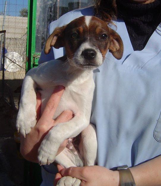 Flaky, mestizo precioso de 3 meses en adopción