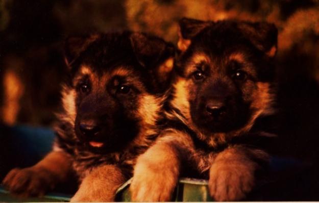 Pastores alemanes cachorros en Mälaga