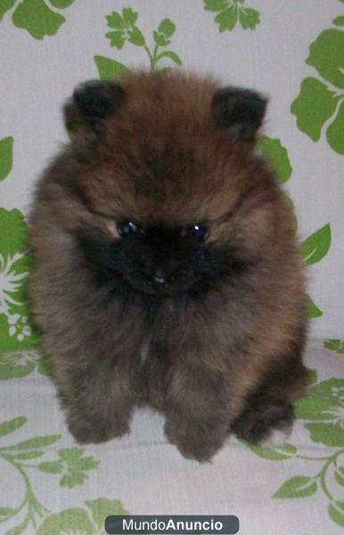 SE VENDE LULU POMERANIA CACHORRO