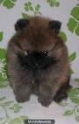 SE VENDE LULU POMERANIA CACHORRO - mejor precio | unprecio.es