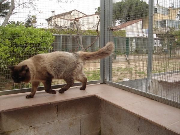 SIBERIANO EL GATO PARA LOS ALERGICOS El gato siberiano tiene la particular característica de no provocar casi alergias e