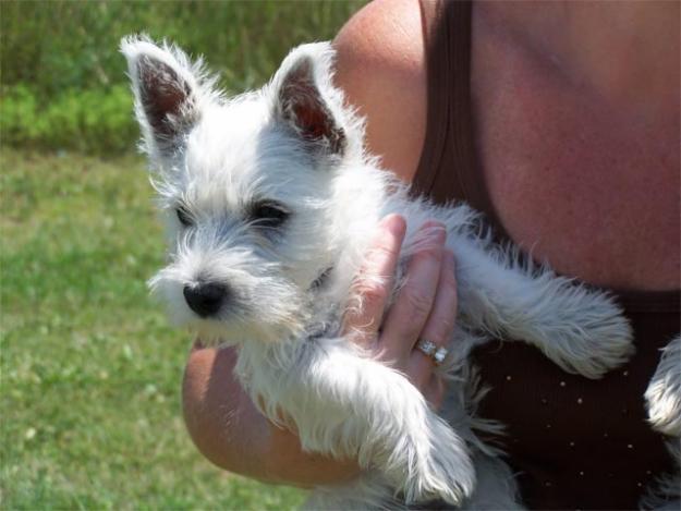 westie Highland cachorros necesita nuevos hogares (adopción)‏