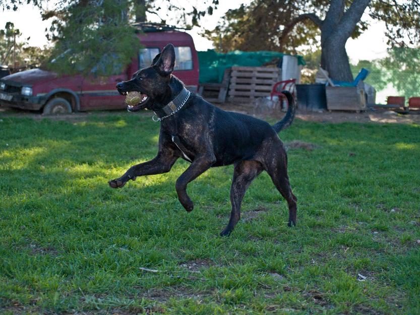 sasha, preciosa bóxer en adopción               !