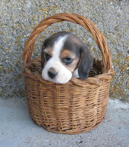 Beagle, preciosas cachorritas disponibles