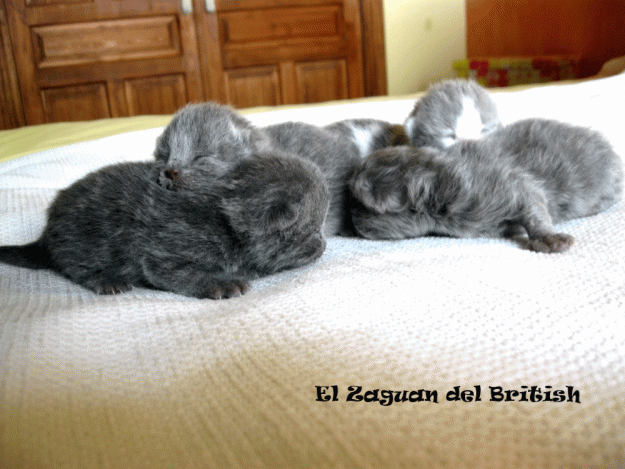 British Shorthair (El Zaguan del British)