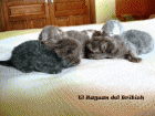 British Shorthair (El Zaguan del British) - mejor precio | unprecio.es