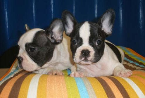 Bulldog francés, cachorros extraordinarios