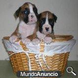 Cachorras de boxer economicas