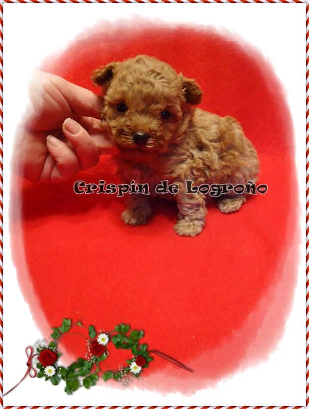 Cachorritos de Caniches Toy, Mini Toy y Enanos de Logroño