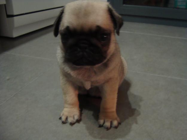 CACHORROS Carlino pug macho y hembra