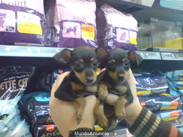 CACHORROS DE PINCHER MINI, PRECIOSOS 530 EUROS