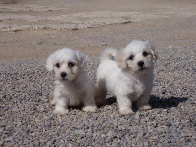 Camada Bichon Maltes 250€