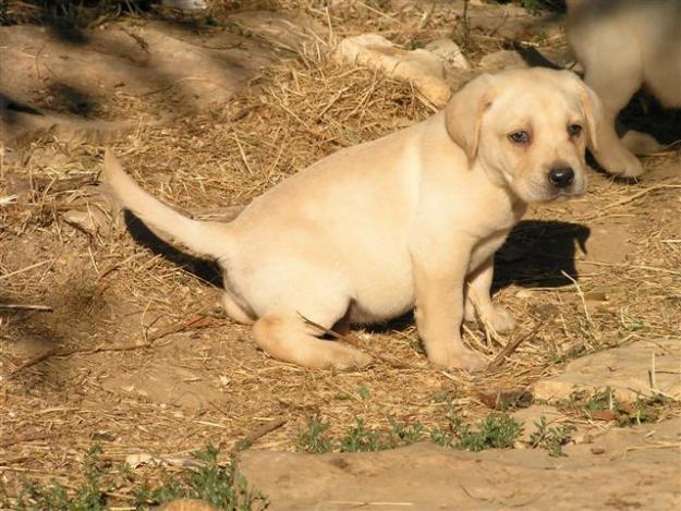 EXCELENTE CAMADA DE LABRADORES