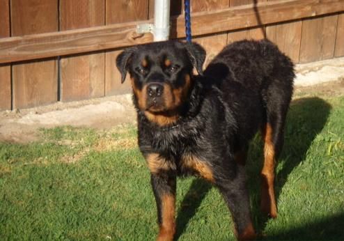 Hombre cachorros de Rottweiler