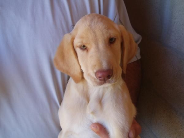 Lindo cachorrito de Labrador retriever color crema, solo 120 euros.