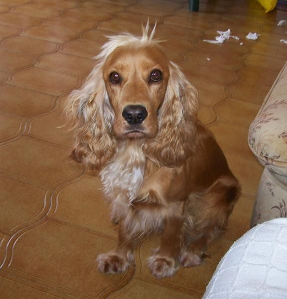 Perrita cocker spaniel