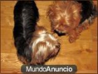 yorkshire cachorros para la venta. - mejor precio | unprecio.es