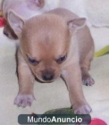 6+2546Regalo cachorro de hembra Chihuahua para su adopcion324 - mejor precio | unprecio.es