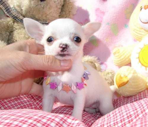 7 chihuahua  Mini Toy bebés en adopción