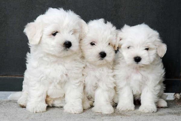 Bichon maltes, adorables y cariñosos cachorros