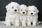 Bichon maltes, adorables y cariñosos cachorros - mejor precio | unprecio.es