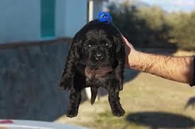 cachorro de labrador