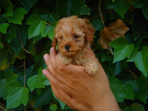 CACHORROS DE CANICHE TOY  y ENANO 550