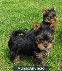 Cachorros de Yorkshire Terrier. Varios precios.