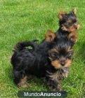 Cachorros de Yorkshire Terrier. Varios precios. - mejor precio | unprecio.es