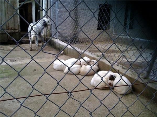 Cachorros setter ingles tricolores