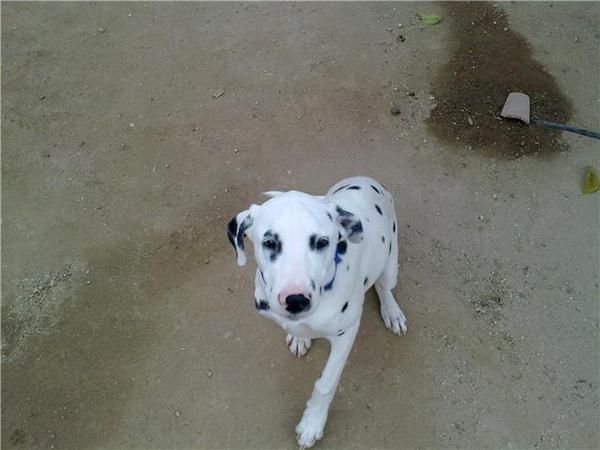 dalmata perdido el 14/12/09