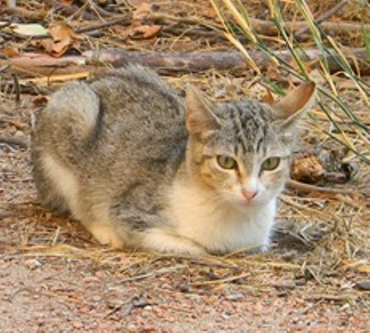 Picaso, un gato nacido en Julio. No merece vivir en una colonia