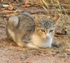 Picaso, un gato nacido en Julio. No merece vivir en una colonia - mejor precio | unprecio.es