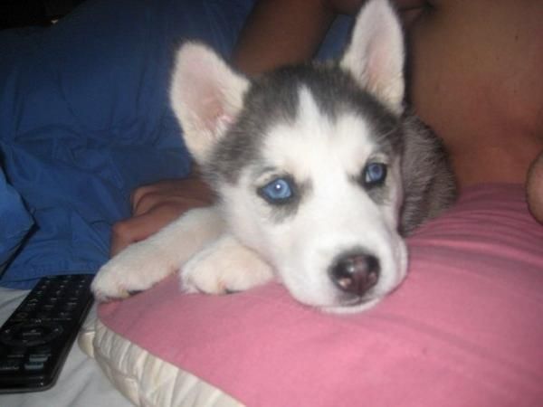 siberian husky cachorros gratis