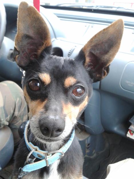 Pixín, simpático pinscher minibusca hogar