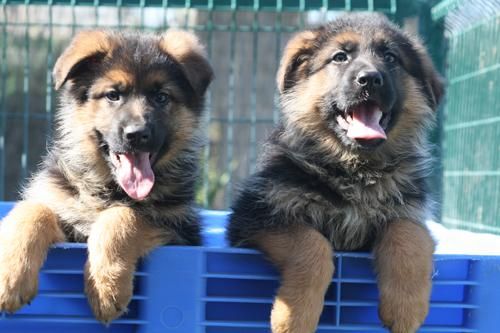 Cachorritos de Pastor Alemán