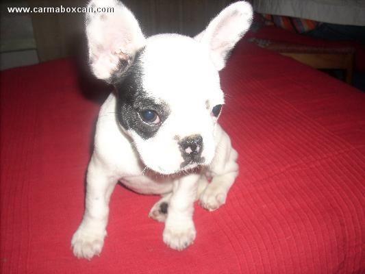 Cachorros de Bulldog Frances y otras razas