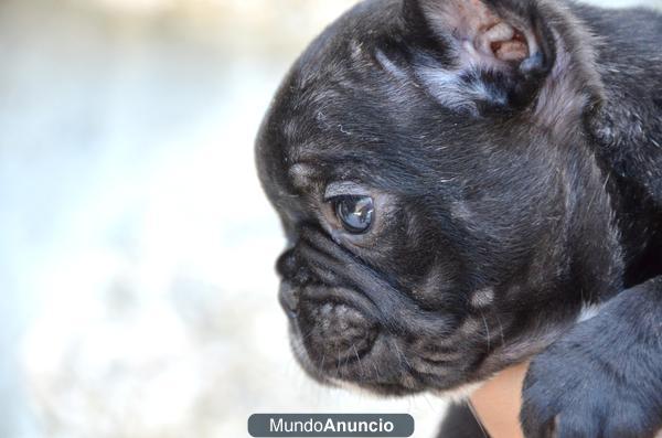 Cachorros nietos de Multi CH Naif de Tameran