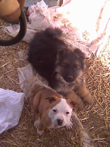 cachorros pastor aleman y american standford