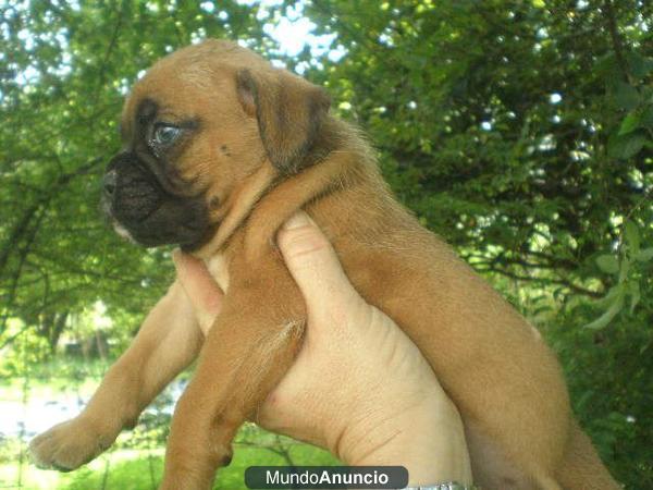 Excelente camada de Boxer